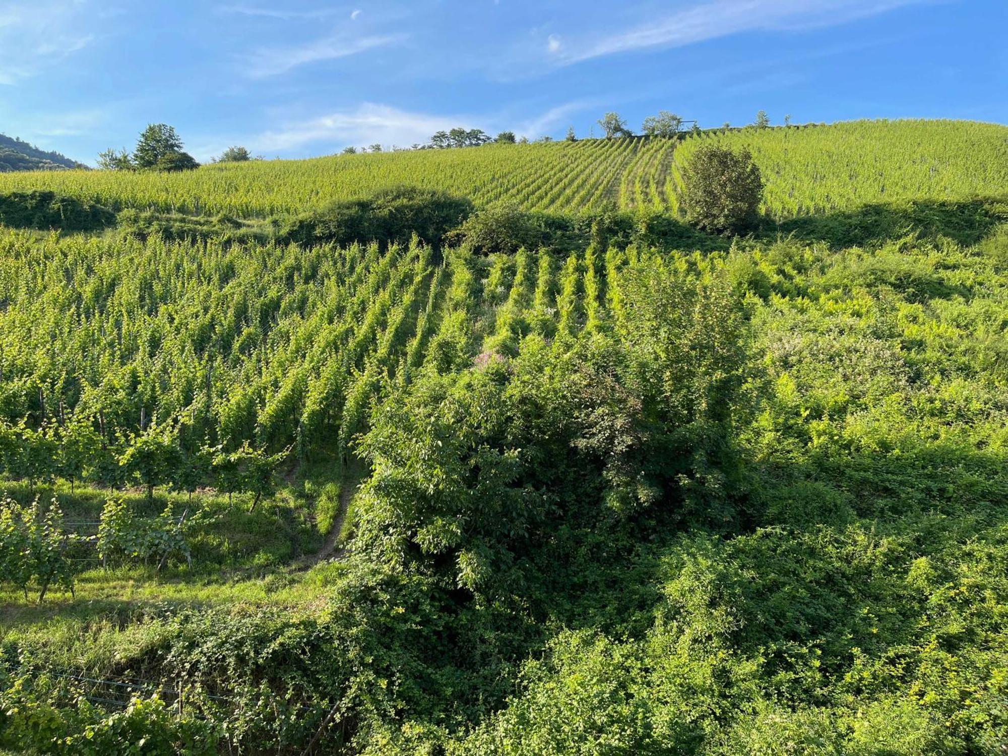 Gite Maison Des Vignerons Riquewihr Eksteriør billede